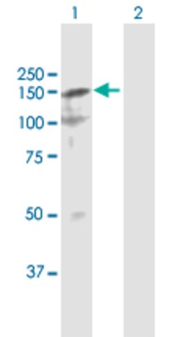SFRS15, Mouse anti-Human, Polyclonal Antibody, Abnova 50 &mu;g | Buy Online | Abnova | Fisher Scientific