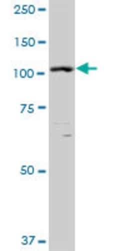 XPO5, Mouse anti-Human, Polyclonal Antibody, Abnova 50&mu;g; Unconjugated:Antibodies,