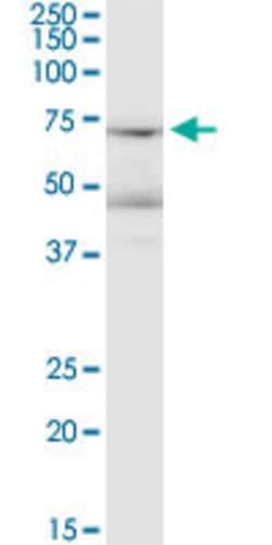 LRRN1, Mouse anti-Human, Clone: 3D11, Abnova 100&mu;g; Unconjugated:Antibodies,