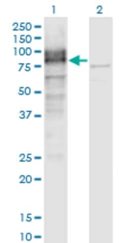 LRRN1, Mouse anti-Human, Clone: 3D11, Abnova 100&mu;g; Unconjugated:Antibodies,