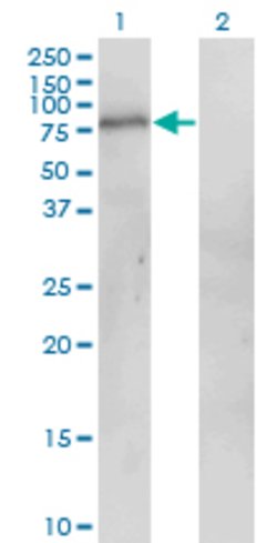 POGK, Mouse anti-Human, Clone: 1A9, Abnova 100&mu;g; Unconjugated:Antibodies,