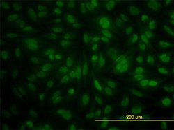POGK, Mouse anti-Human, Clone: 1A9, Abnova 100&mu;g; Unconjugated:Antibodies,
