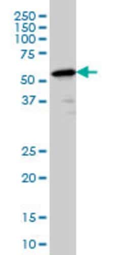 PTBP2, Mouse anti-Human, Clone: 2D10-B2, Abnova 100&mu;g; Unconjugated:Antibodies,