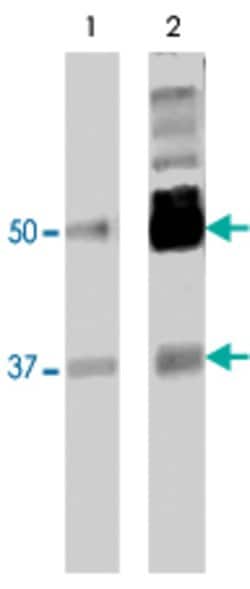 PTBP2, Mouse anti-Human, Clone: 2D10-B2, Abnova 100&mu;g; Unconjugated:Antibodies,