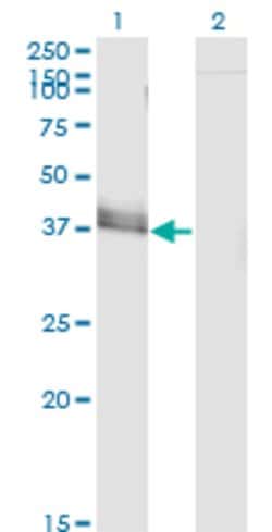 JAM2, Mouse anti-Human, Clone: 1C2, Abnova 100&mu;g; Unconjugated:Antibodies,