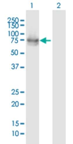 IL22RA1, Mouse anti-Human, Polyclonal Antibody, Abnova 50&mu;g; Unconjugated:Antibodies,