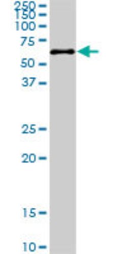 PKNOX2, Mouse anti-Human, Clone: 4B6, Abnova 100&mu;g; Unconjugated:Antibodies,