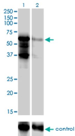 PKNOX2, Mouse anti-Human, Clone: 4B6, Abnova 100&mu;g; Unconjugated:Antibodies,