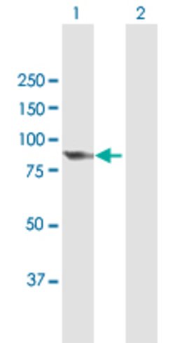 PCIF1, Mouse anti-Human, Polyclonal Antibody, Abnova 50 &mu;g | Buy Online | Abnova | Fisher Scientific