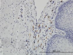 LEPRE1, Mouse anti-Human, Clone: 3C7, Abnova 100&mu;g; Unconjugated:Antibodies,