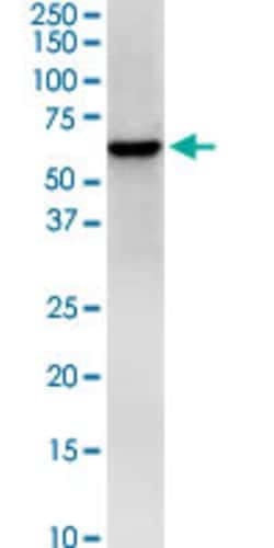 HS1BP3, Mouse anti-Human, Clone: 1E2, Abnova 100&mu;g; Unconjugated:Antibodies,