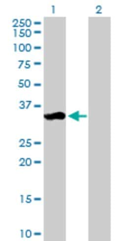 ZMAT3, Mouse anti-Human, Polyclonal Antibody, Abnova 50&mu;g; Unconjugated:Antibodies,