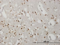 GPR135, Mouse anti-Human, Clone: 1H5, Abnova 100&mu;g; Unconjugated:Antibodies,