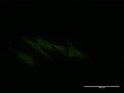 VPS16, Mouse anti-Human, Clone: 2F10, Abnova 100&mu;g; Unconjugated:Antibodies,