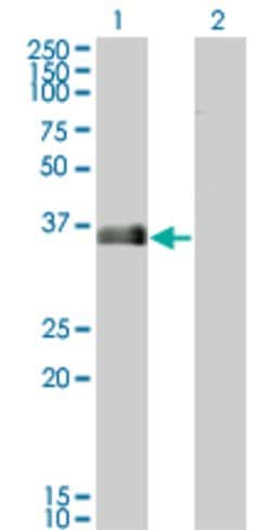 MARCKSL1, Mouse anti-Human, Clone: 8C8, Abnova 100&mu;g; Unconjugated:Antibodies,