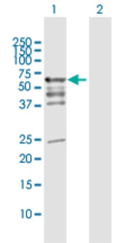 PDZD3, Rabbit anti-Human, Polyclonal Antibody, Abnova 100&mu;L; Unconjugated:Antibodies,