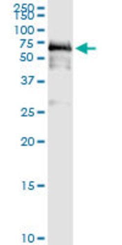 PDZD3, Rabbit anti-Human, Polyclonal Antibody, Abnova 100&mu;L; Unconjugated:Antibodies,