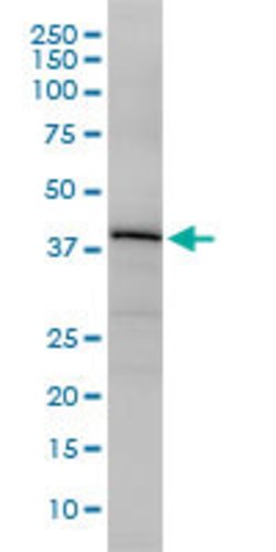 OBFC1, Mouse anti-Human, Clone: 3G12-1B7, Abnova 100&mu;g; Unconjugated:Antibodies,