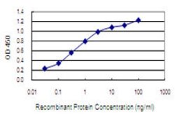 NARG1, Mouse anti-Human, Clone: 4A11, Abnova 100&mu;g; Unconjugated:Antibodies,