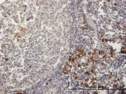 TXNDC5, Mouse anti-Human, Polyclonal Antibody, Abnova 50&mu;g; Unconjugated:Antibodies,