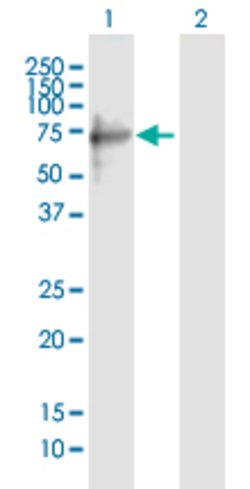 TRIM8, Mouse anti-Human, Polyclonal Antibody, Abnova 50 &mu;L | Buy Online | Abnova | Fisher Scientific