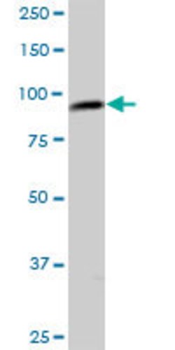 C1orf25, Mouse anti-Human, Polyclonal Antibody, Abnova 50 &mu;g | Buy Online | Abnova | Fisher Scientific