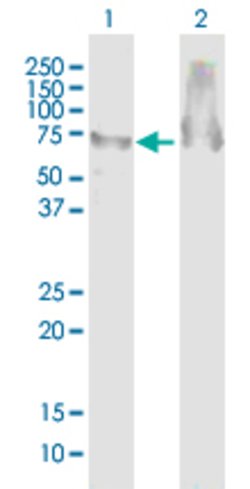 ATAD3B, Mouse anti-Human, Polyclonal Antibody, Abnova 50&mu;g; Unconjugated:Antibodies,