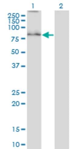 SYVN1, Mouse anti-Human, Clone: 4H4, Abnova 50&mu;g; Unconjugated:Antibodies,