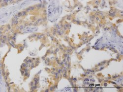 NTNG2, Mouse anti-Human, Clone: 4F11, Abnova 100&mu;g; Unconjugated:Antibodies,