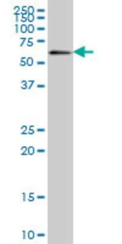 ZNF496, Mouse anti-Human, Clone: 2B3, Abnova 100&mu;g; Unconjugated:Antibodies,