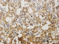 ZNF496, Mouse anti-Human, Clone: 2B3, Abnova 100&mu;g; Unconjugated:Antibodies,