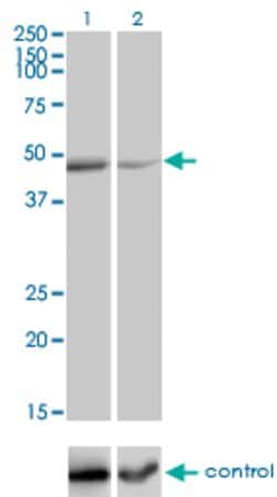 RELT, Mouse anti-Human, Clone: 3F8, Abnova 100&mu;g; Unconjugated:Antibodies,