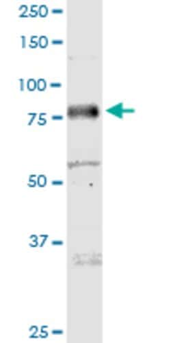 MICALL1, Mouse anti-Human, Polyclonal Antibody, Abnova 50 &mu;g | Buy Online | Abnova | Fisher Scientific