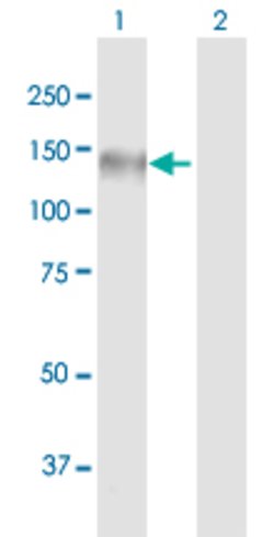 MICALL1, Mouse anti-Human, Polyclonal Antibody, Abnova 50 &mu;g | Buy Online | Abnova | Fisher Scientific