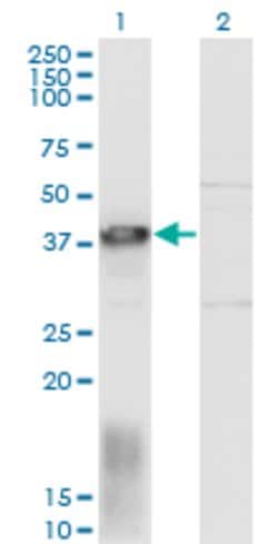 EAF1, Mouse anti-Human, Clone: 1G2, Abnova 100&mu;g; Unconjugated:Antibodies,