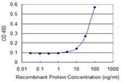 EAF1, Mouse anti-Human, Clone: 1G2, Abnova 100&mu;g; Unconjugated:Antibodies,