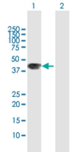 WNT3A, Rabbit anti-Human, Polyclonal Antibody, Abnova 100&mu;L; Unconjugated:Antibodies,