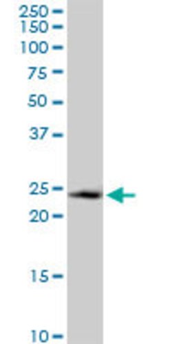 GADD45GIP1, Mouse anti-Human, Polyclonal Antibody, Abnova 50&mu;g; Unconjugated:Antibodies,