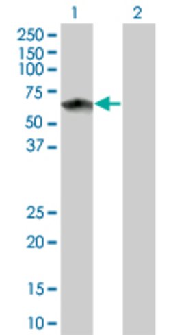 TOE1, Mouse anti-Human, Clone: 2E4, Abnova 100&mu;g; Unconjugated:Antibodies,