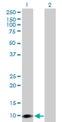 CARD16, Mouse anti-Human, Polyclonal Antibody, Abnova 50&mu;g; Unconjugated:Antibodies,