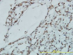 RPL39L, Mouse anti-Human, Clone: 4A8-1B6, Abnova 100&mu;g; Unconjugated:Antibodies,