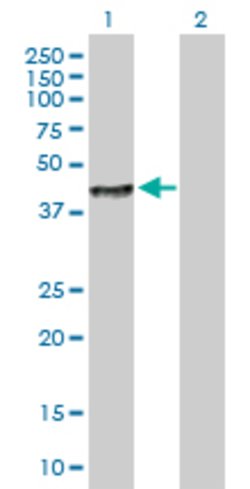 LRG1, Mouse anti-Human, Polyclonal Antibody, Abnova 50&mu;g; Unconjugated:Antibodies,
