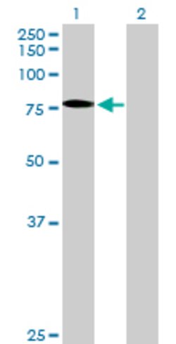 SSX2IP, Mouse anti-Human, Polyclonal Antibody, Abnova 50&mu;g; Unconjugated:Antibodies,