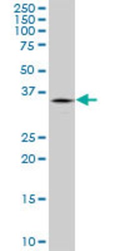TRIM40, Mouse anti-Human, Polyclonal Antibody, Abnova 50&mu;g; Unconjugated:Antibodies,