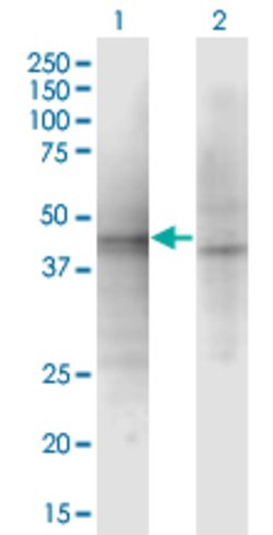 ASZ1, Mouse anti-Human, Clone: 3C9, Abnova 100&mu;g; Unconjugated:Antibodies,