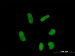 ZNF358, Mouse anti-Human, Polyclonal Antibody, Abnova 50&mu;g; Unconjugated:Antibodies,