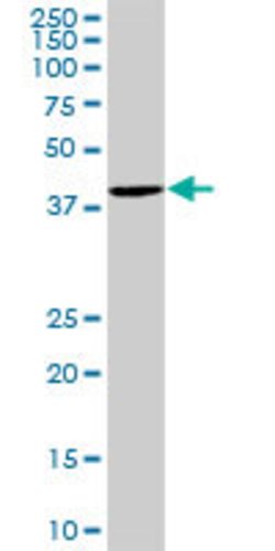 C10orf46, Mouse anti-Human, Polyclonal Antibody, Abnova 50&mu;L; Unconjugated:Antibodies,