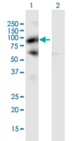 PIWIL4, Mouse anti-Human, Polyclonal Antibody, Abnova 50&mu;g; Unconjugated:Antibodies,