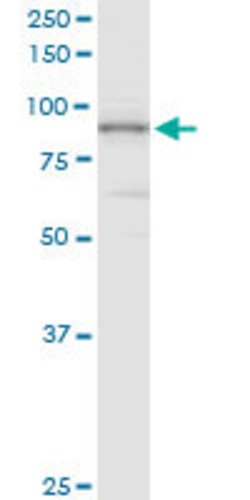 PIWIL4, Rabbit anti-Human, Polyclonal Antibody, Abnova 100&mu;g; Unconjugated:Antibodies,