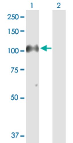 PIWIL4, Rabbit anti-Human, Polyclonal Antibody, Abnova 100&mu;g; Unconjugated:Antibodies,